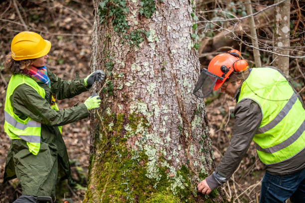 Best Stump Grinding and Removal  in Edgewood, KY